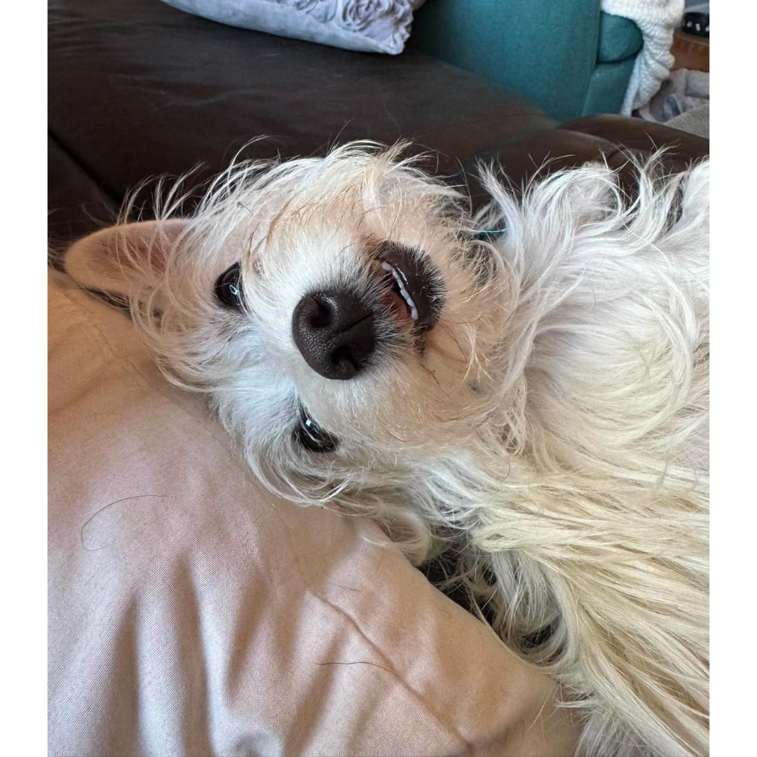 Enlarge Benny, a Adopted mixed breed in Morgan Hill, CA image 2/6