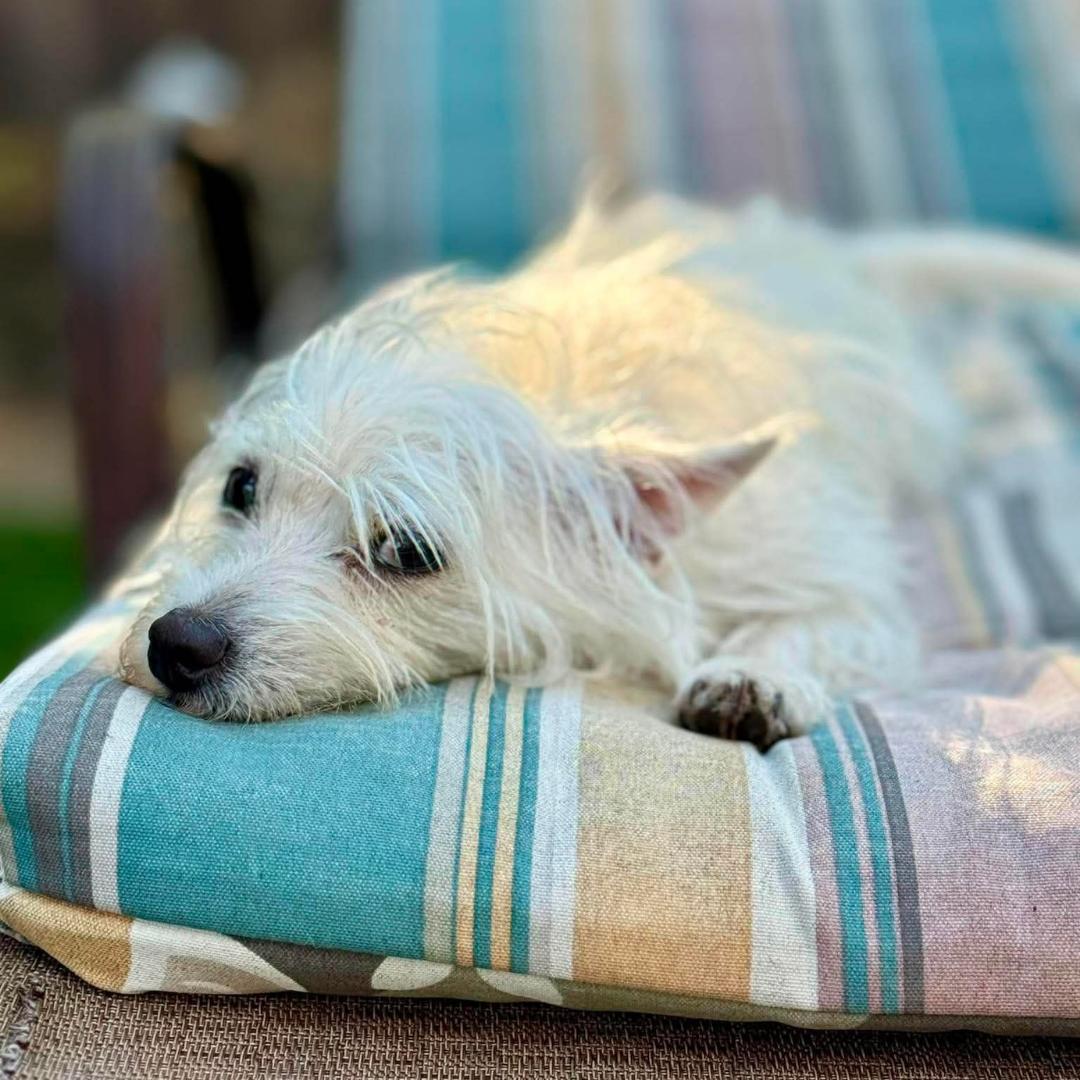 Enlarge Benny, a Adopted mixed breed in Morgan Hill, CA image 5/6