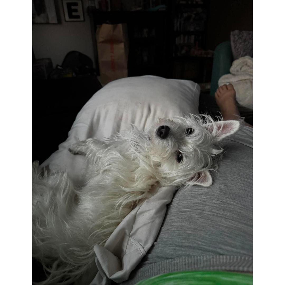 Enlarge Benny, a Adopted mixed breed in Morgan Hill, CA image 6/6