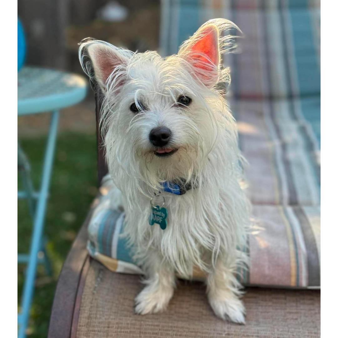 Benny, Adopted, Young Male West Highland White Terrier / Westie & Parson Russell Terrier.