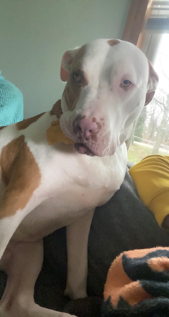 Dog for adoption Pope, a Pit Bull Terrier in Peotone, IL Petfinder