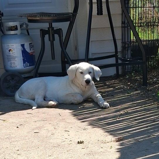 Enlarge Tahoe, an adopted mixed breed in Detroit, MI image 3/3