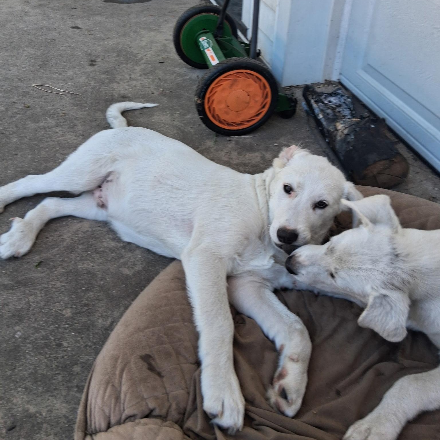 Enlarge Tahoe, an adopted mixed breed in Detroit, MI image 2/3