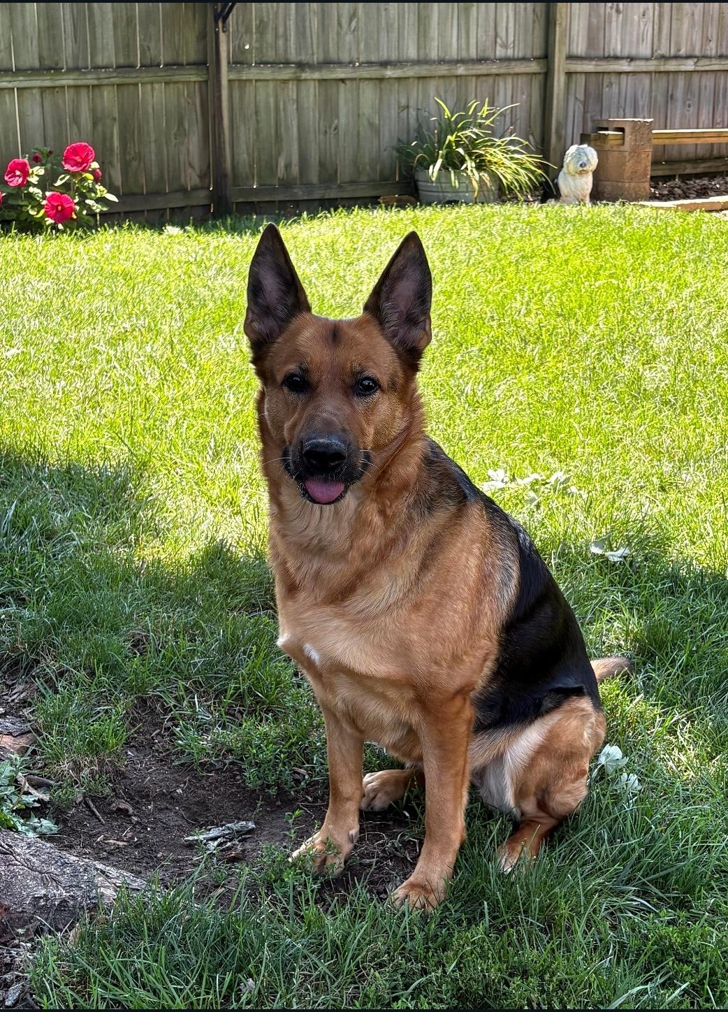 Canela, Adoptable, Adult Female German Shepherd Dog.