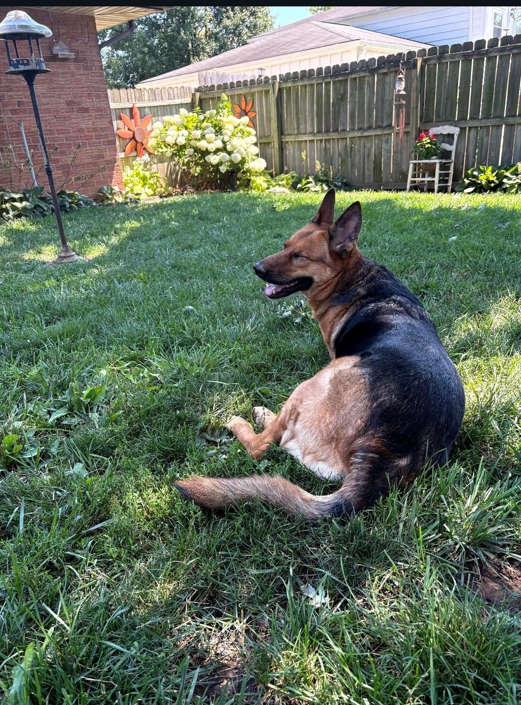 Enlarge Canela, a Adoptable German Shepherd Dog in Lewis Center, OH image 2/6