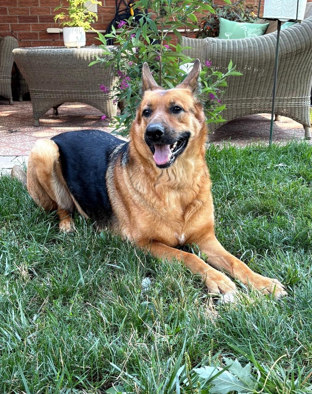 Enlarge Canela, a Adoptable German Shepherd Dog in Lewis Center, OH image 3/6