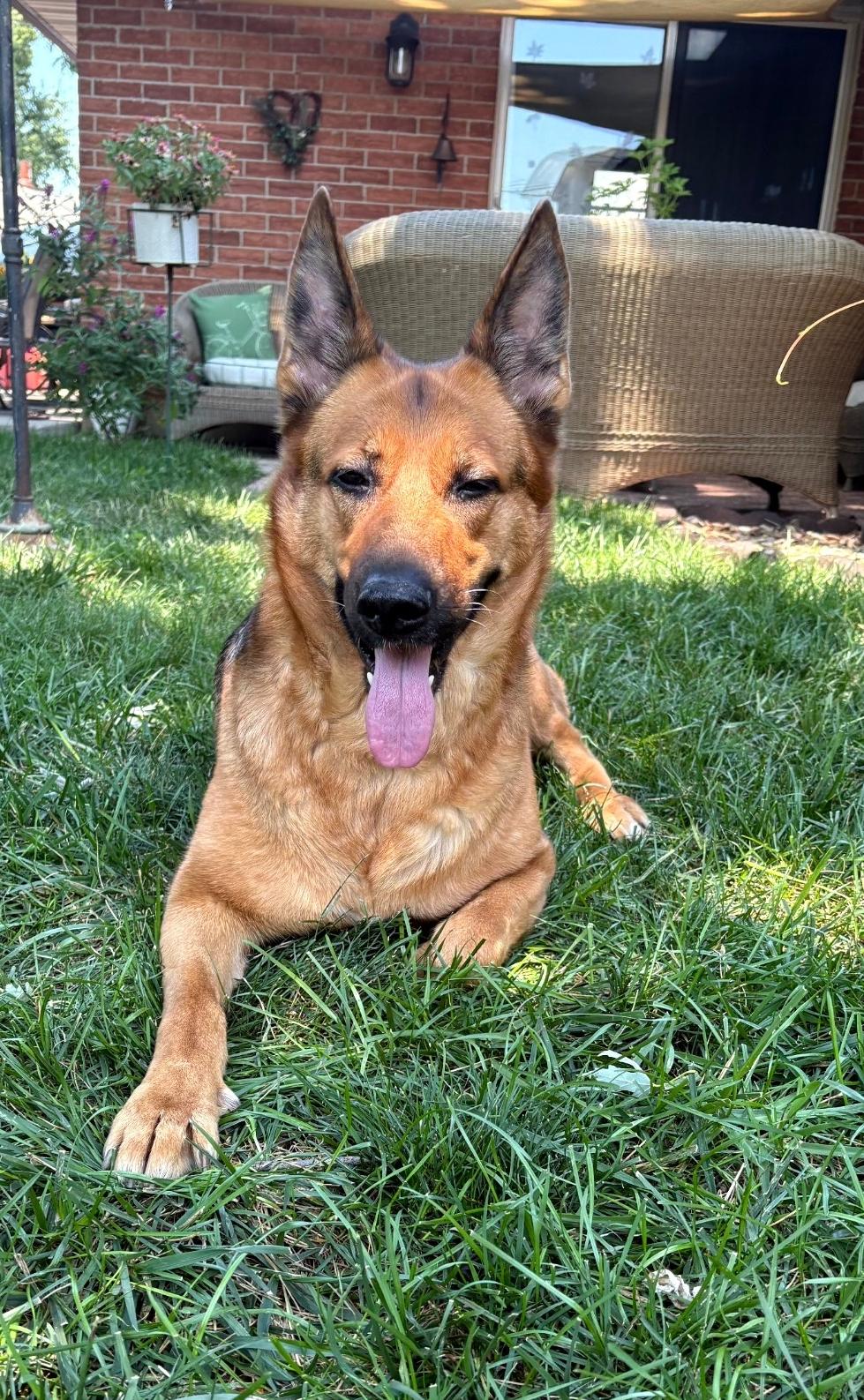 Enlarge Canela, a Adoptable German Shepherd Dog in Lewis Center, OH image 4/6