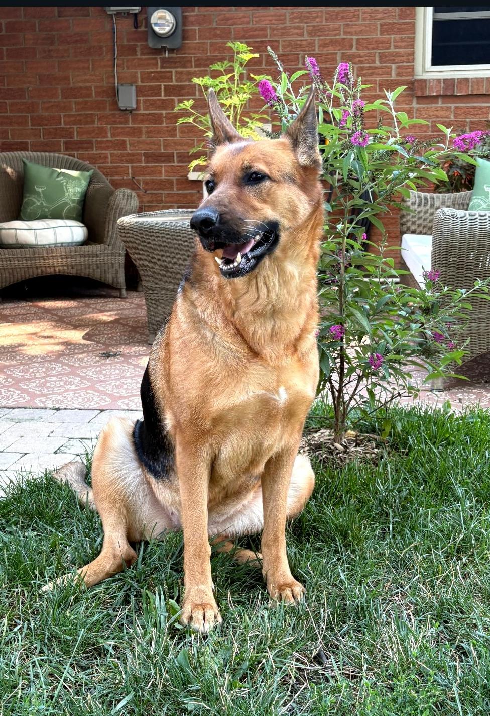 Enlarge Canela, a Adoptable German Shepherd Dog in Lewis Center, OH image 5/6