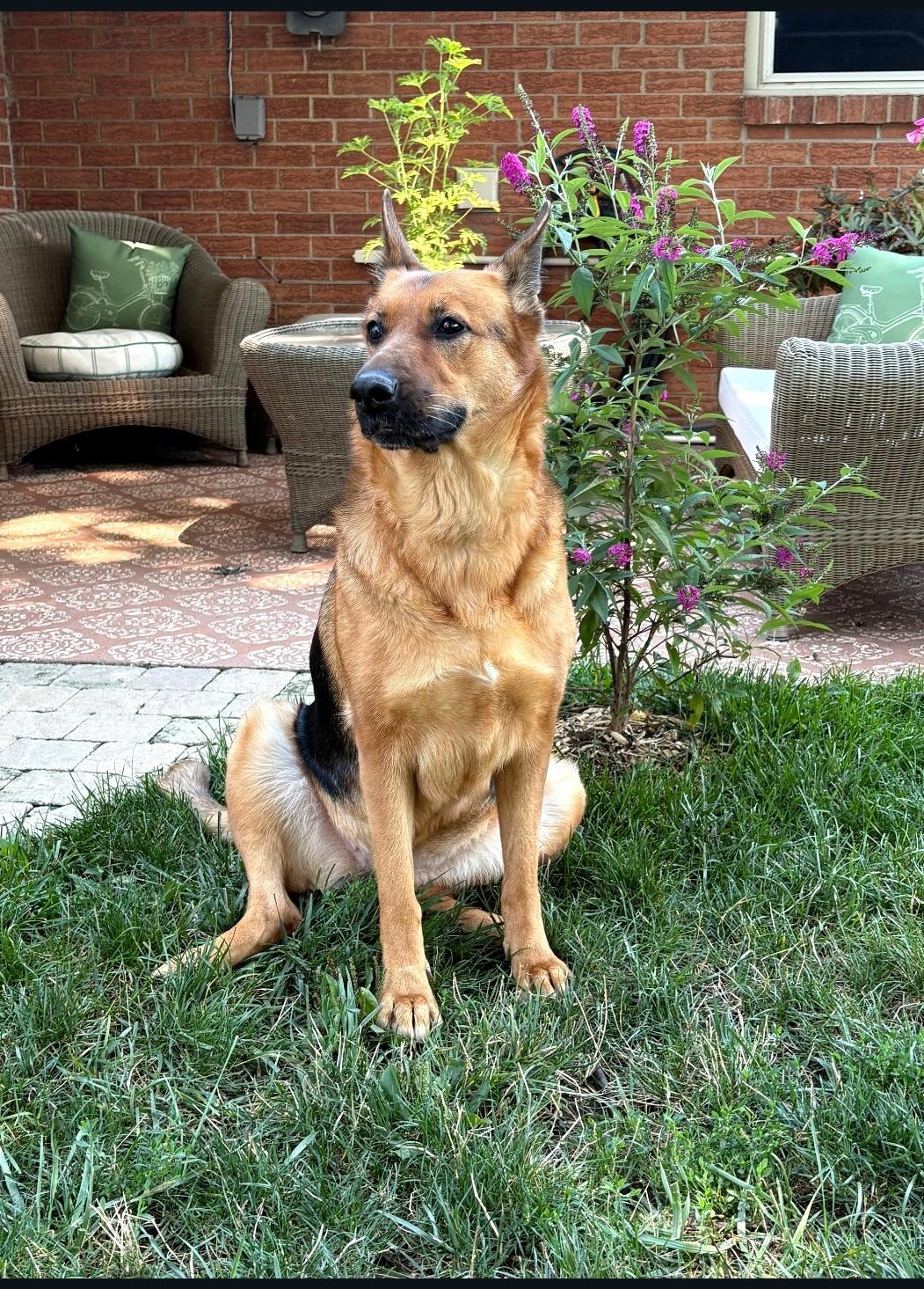 Enlarge Canela, a Adoptable German Shepherd Dog in Lewis Center, OH image 6/6
