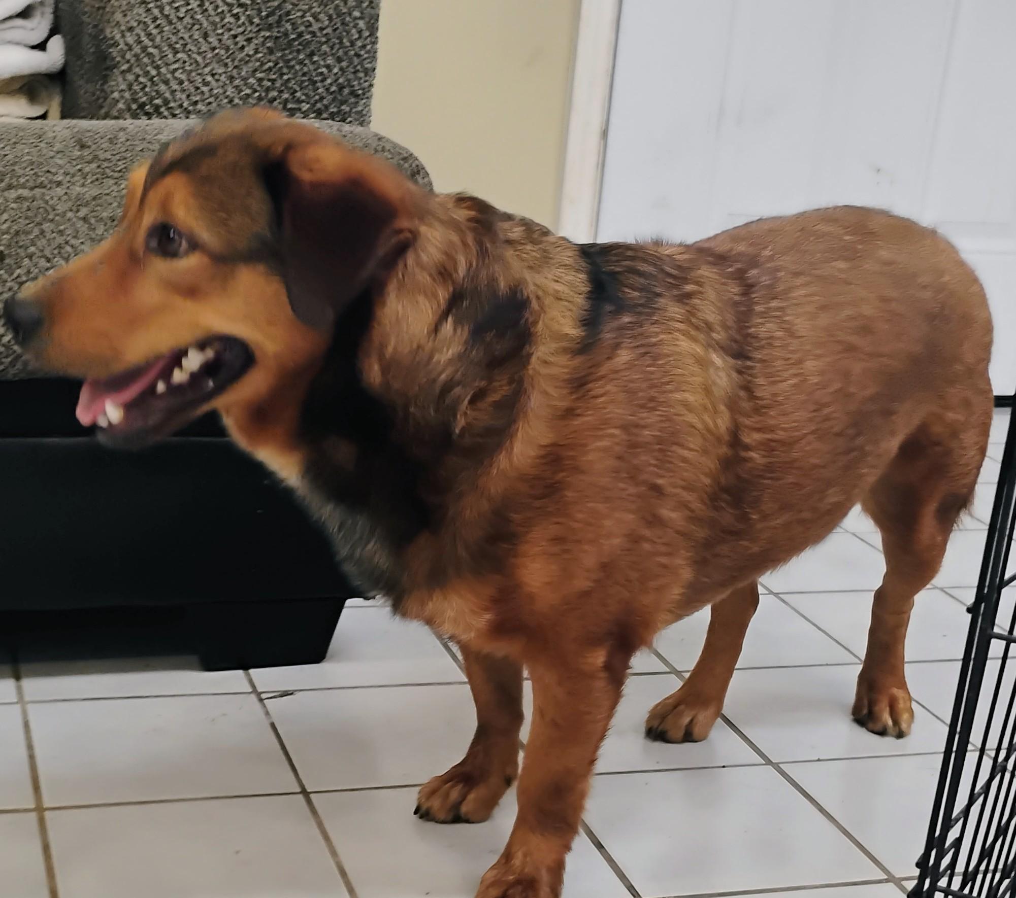 Enlarge MARCUS, a ADOPTABLE mixed breed in Saint Jo, TX image 1/2