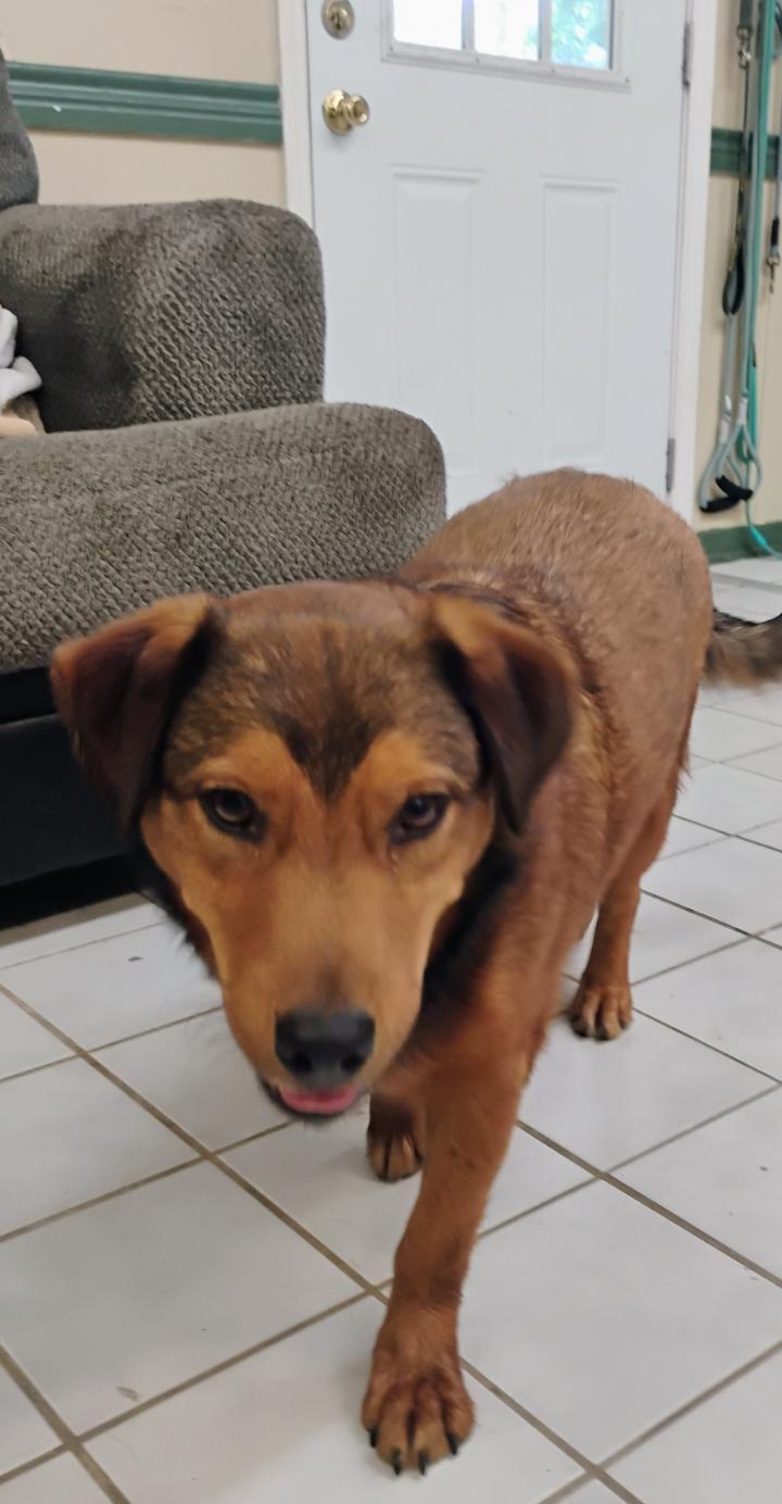 Enlarge MARCUS, a ADOPTABLE mixed breed in Saint Jo, TX image 2/2