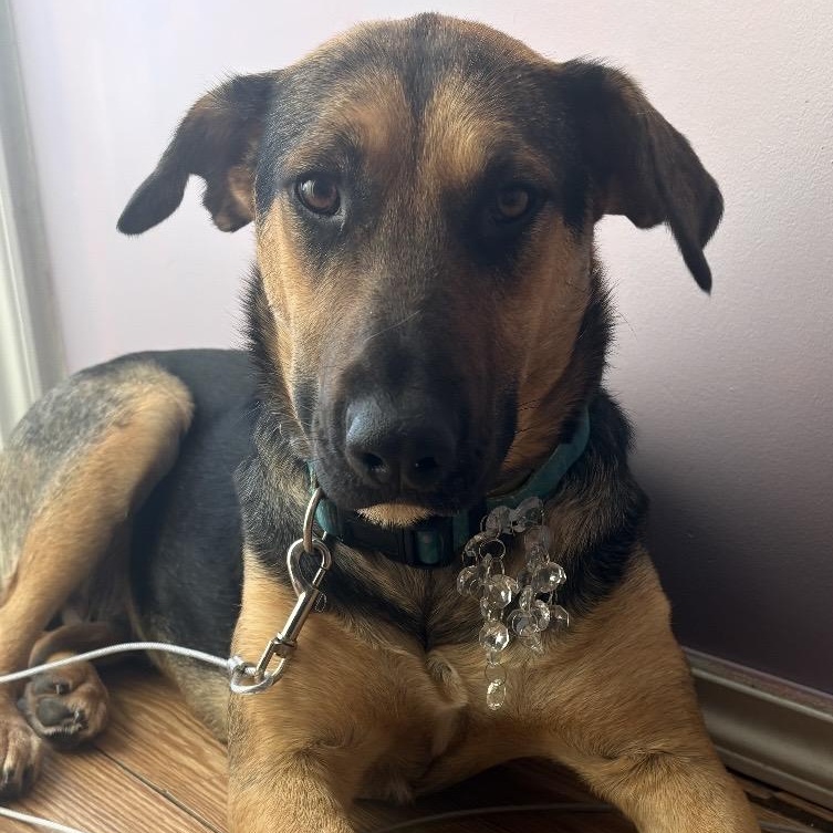 Mary, ADOPTABLE, Adult Female Mixed Breed.