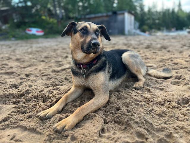 Enlarge Mary, a Adoptable Mixed Breed in Saskatoon, SK image 2/5