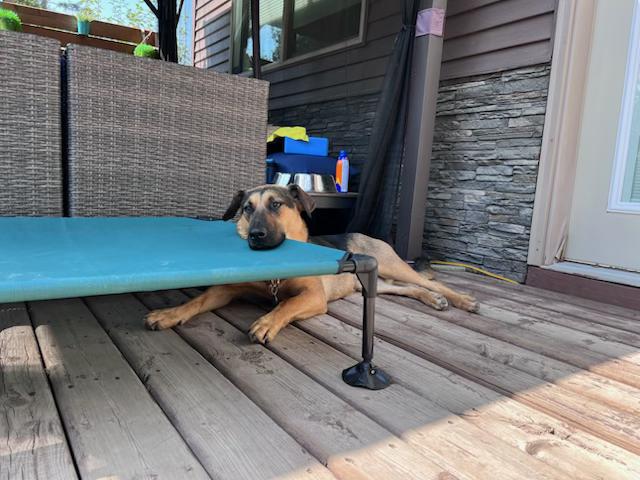 Enlarge Mary, a Adoptable Mixed Breed in Saskatoon, SK image 5/5