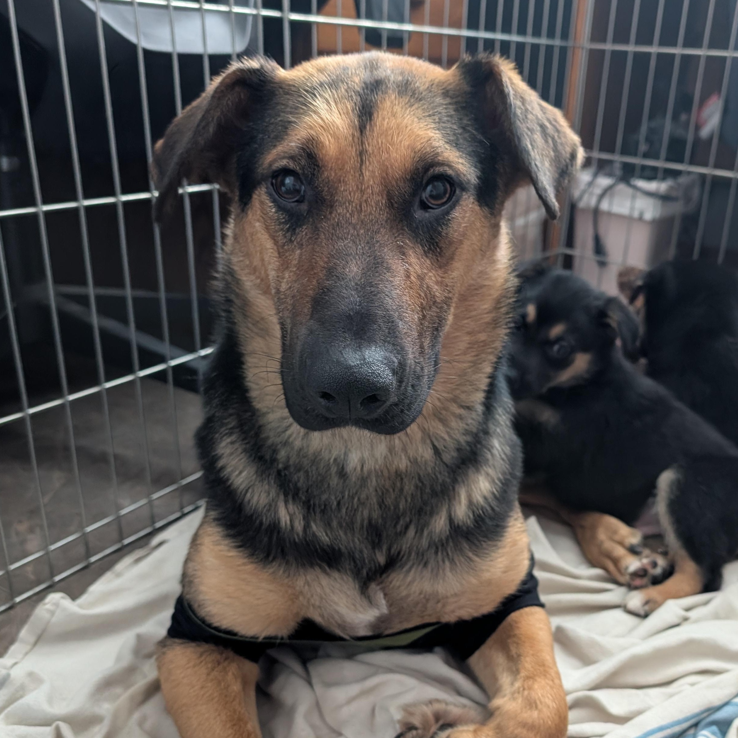 Mary, ADOPTABLE, Young Female Mixed Breed.
