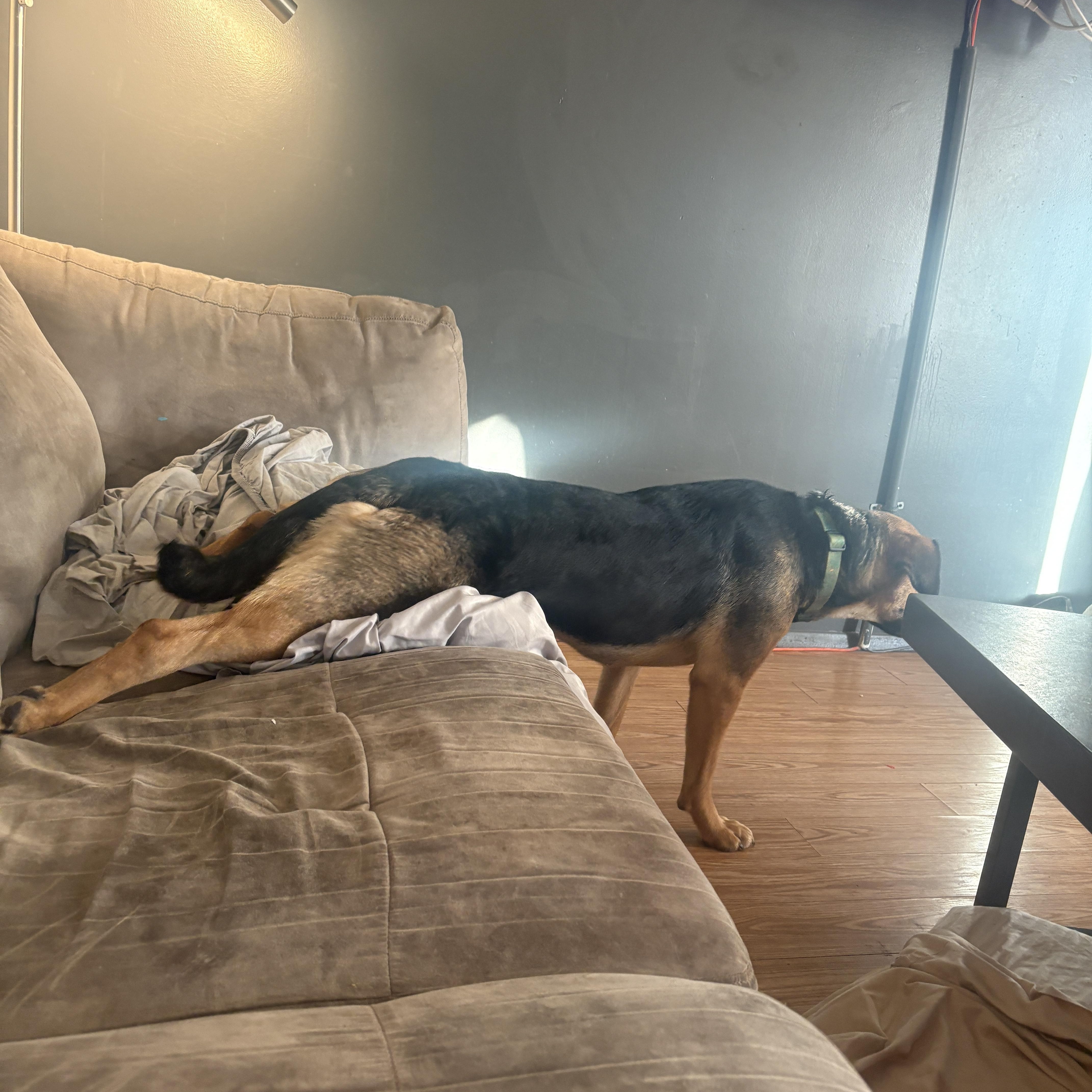 Enlarge Mary, a ADOPTABLE Mixed Breed in Saskatoon, SK image 3/6