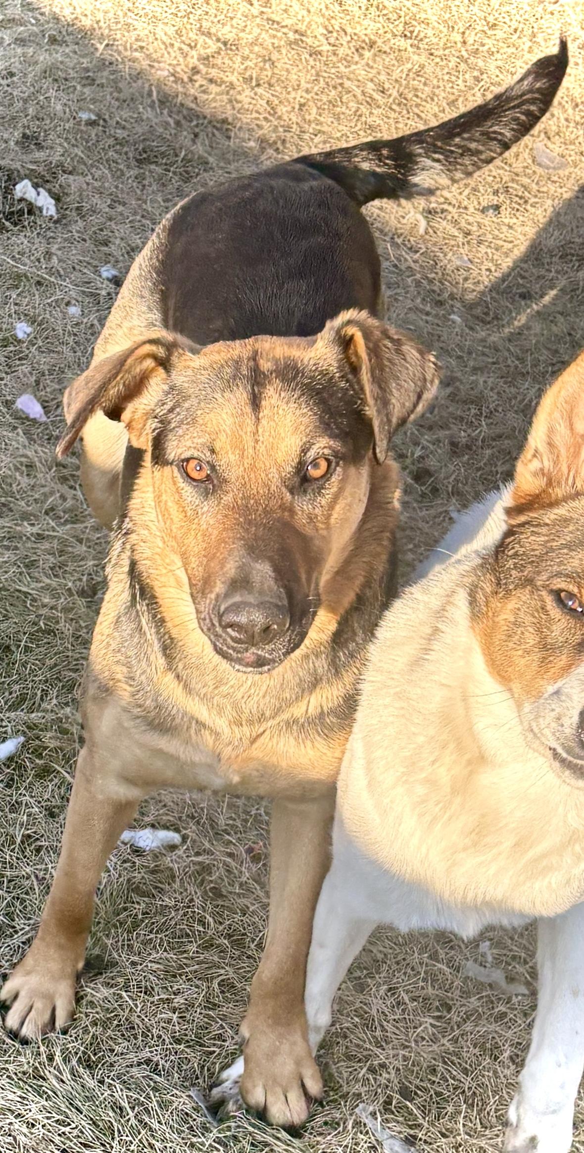 Enlarge Mary, a ADOPTABLE Mixed Breed in Saskatoon, SK image 6/6