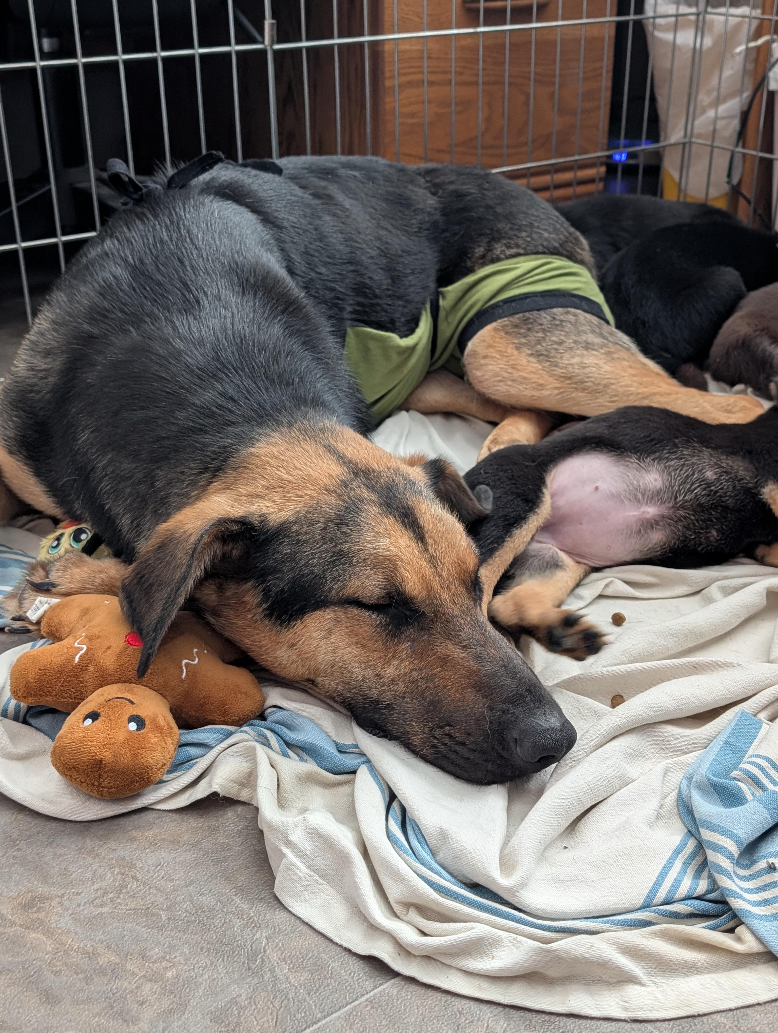 Mary, a ADOPTABLE Mixed Breed in Saskatoon, SK image 5/6