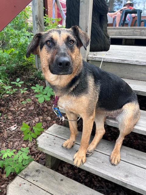 Mary, Adoptable, Young Female Mixed Breed.
