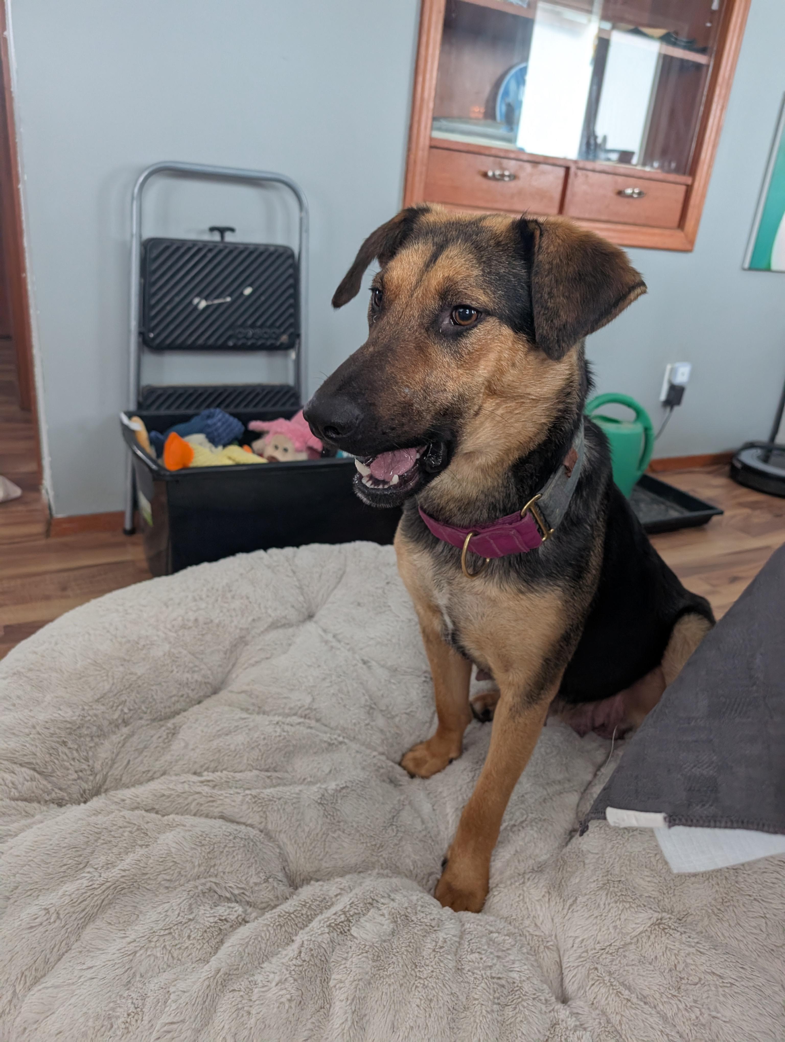 Mary, a ADOPTABLE Mixed Breed in Saskatoon, SK image 2/6