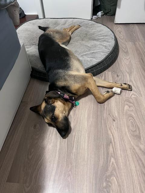 Enlarge Mary, a Adoptable Mixed Breed in Saskatoon, SK image 3/5