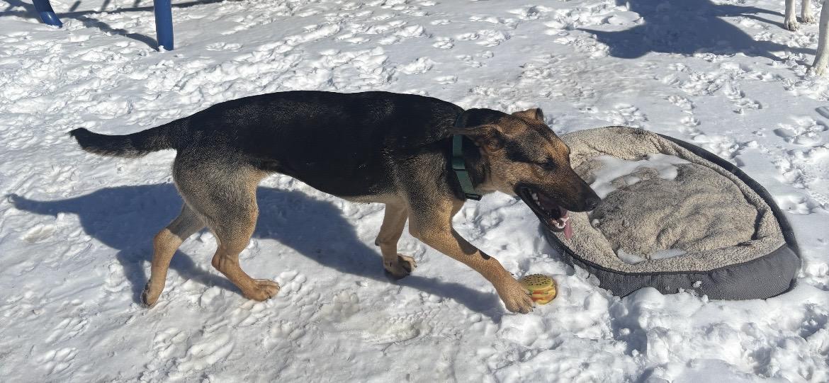 Enlarge Mary, a ADOPTABLE Mixed Breed in Saskatoon, SK image 4/6