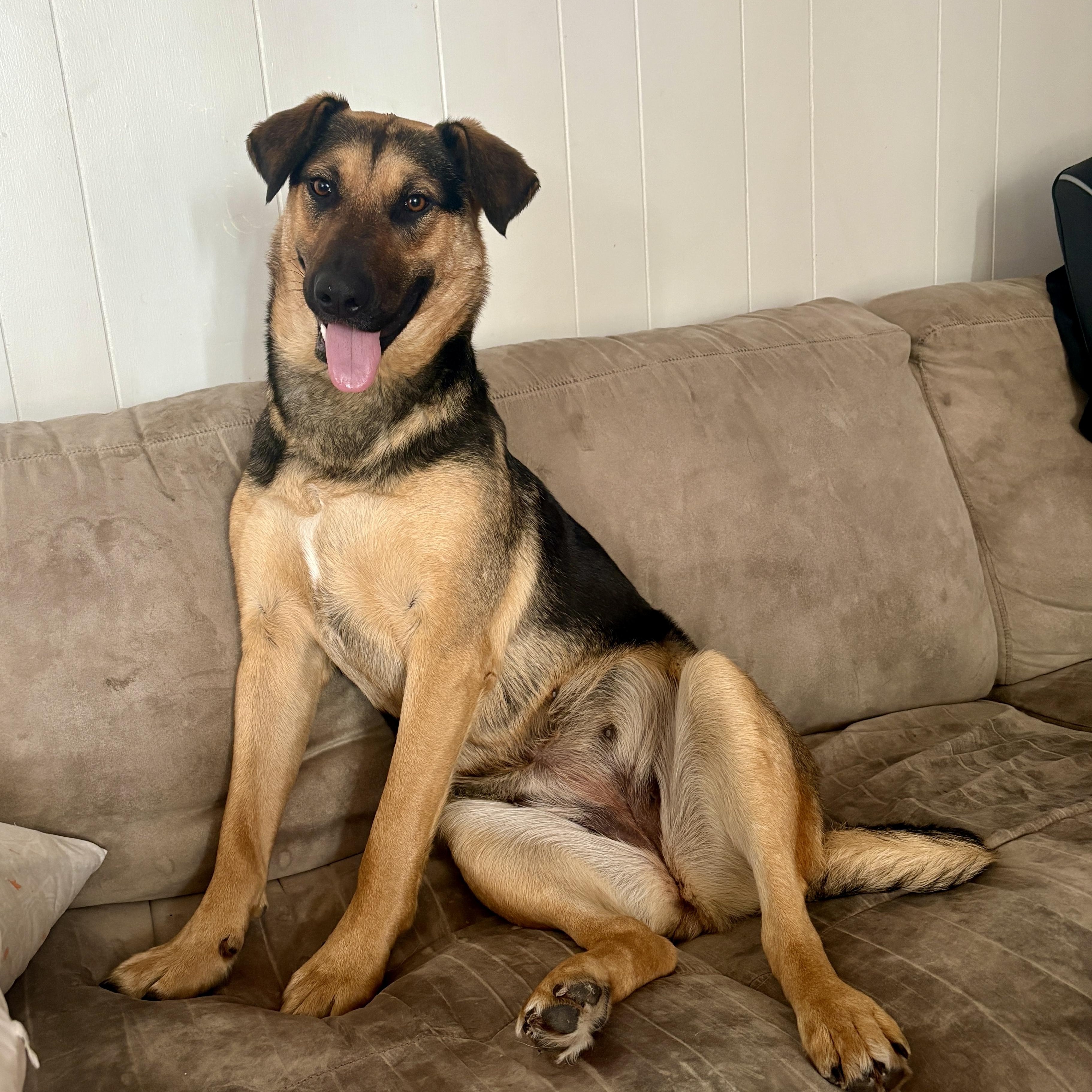 Enlarge Mary, a ADOPTABLE Mixed Breed in Saskatoon, SK image 1/6