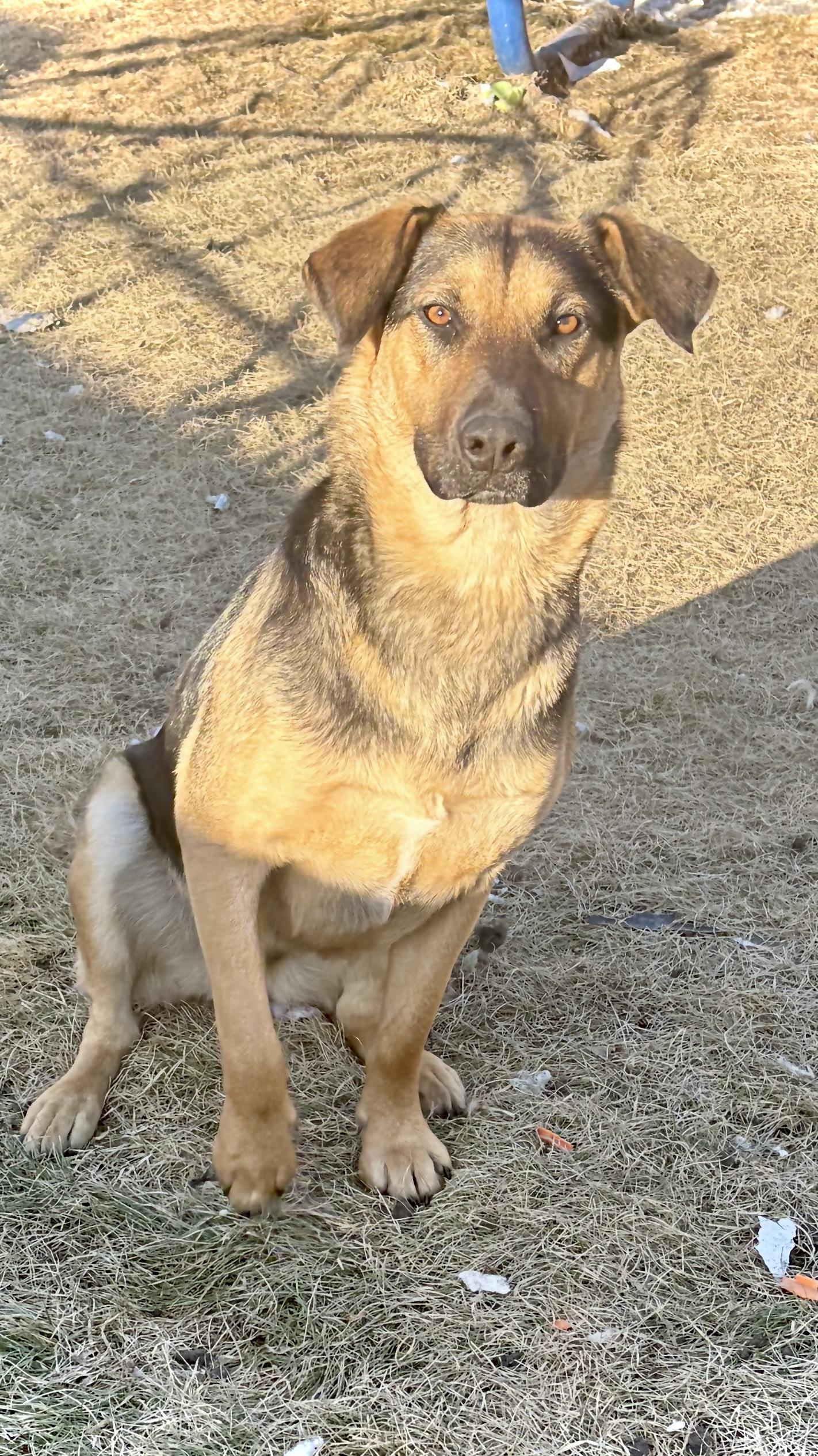 Enlarge Mary, a ADOPTABLE Mixed Breed in Saskatoon, SK image 5/6