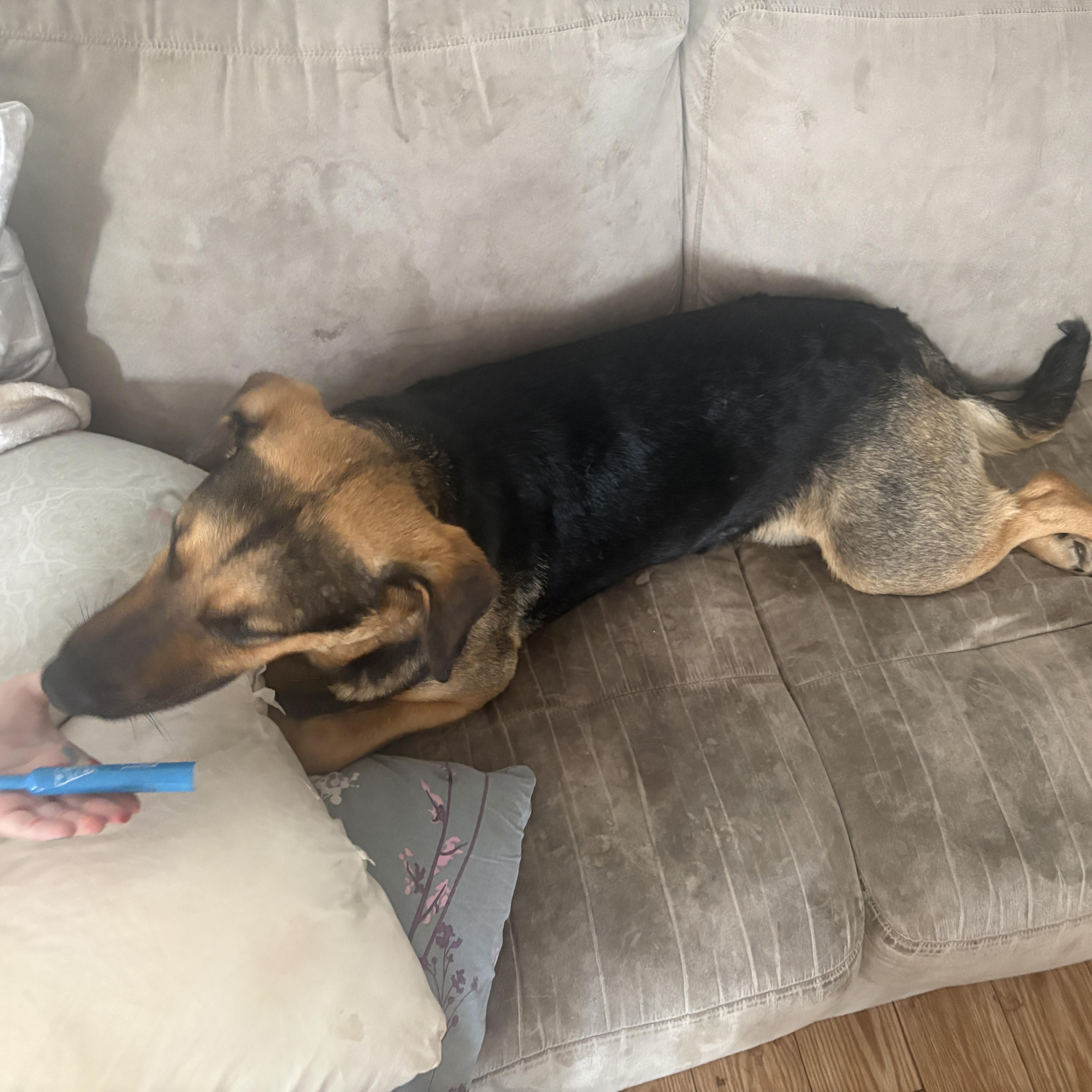 Enlarge Mary, a ADOPTABLE Mixed Breed in Saskatoon, SK image 6/6