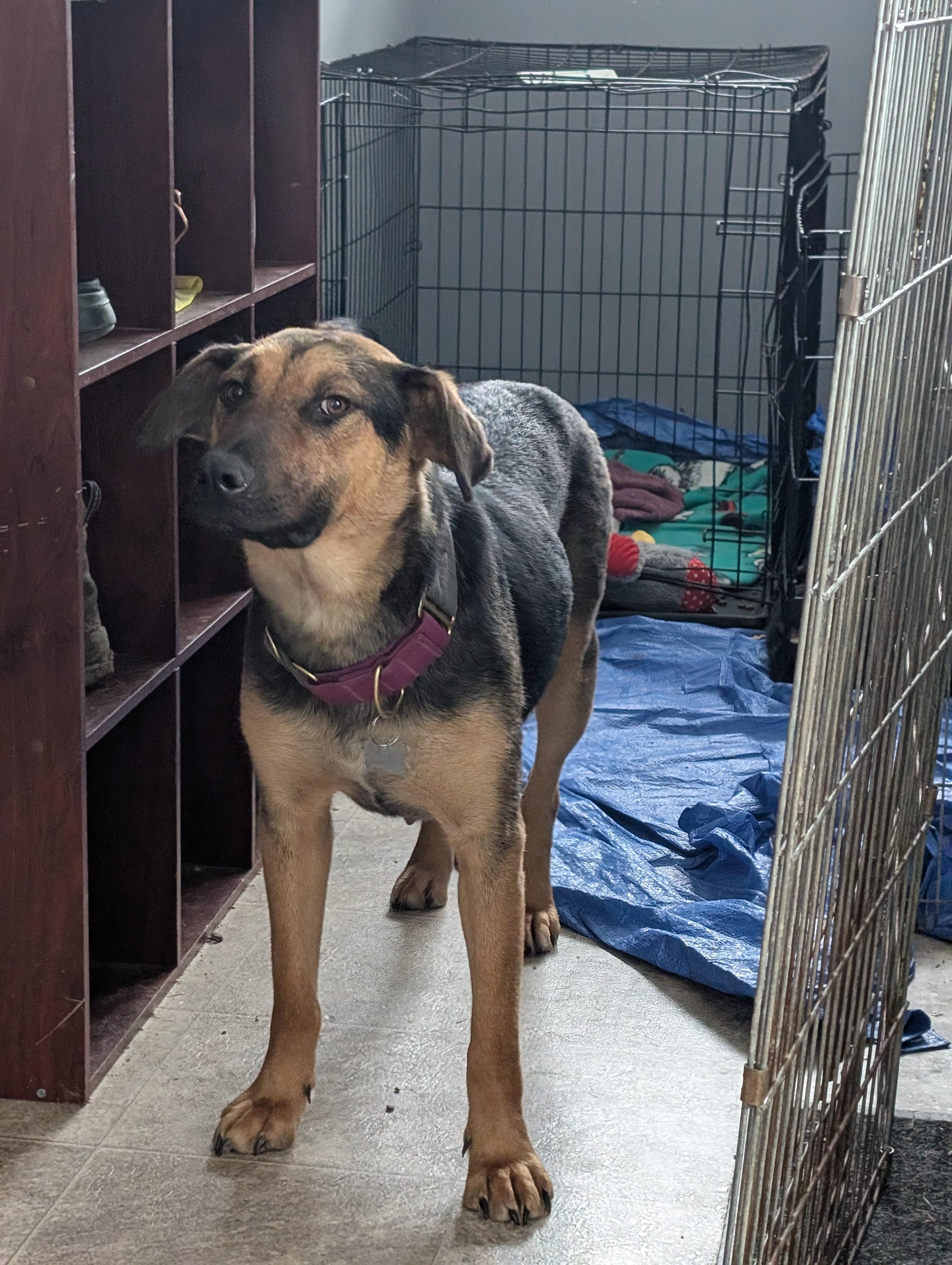 Mary, a ADOPTABLE Mixed Breed in Saskatoon, SK image 6/6