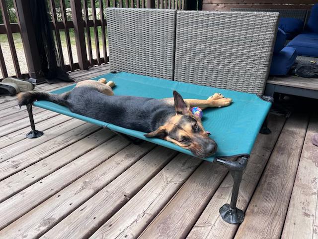 Enlarge Mary, a Adoptable Mixed Breed in Saskatoon, SK image 4/5