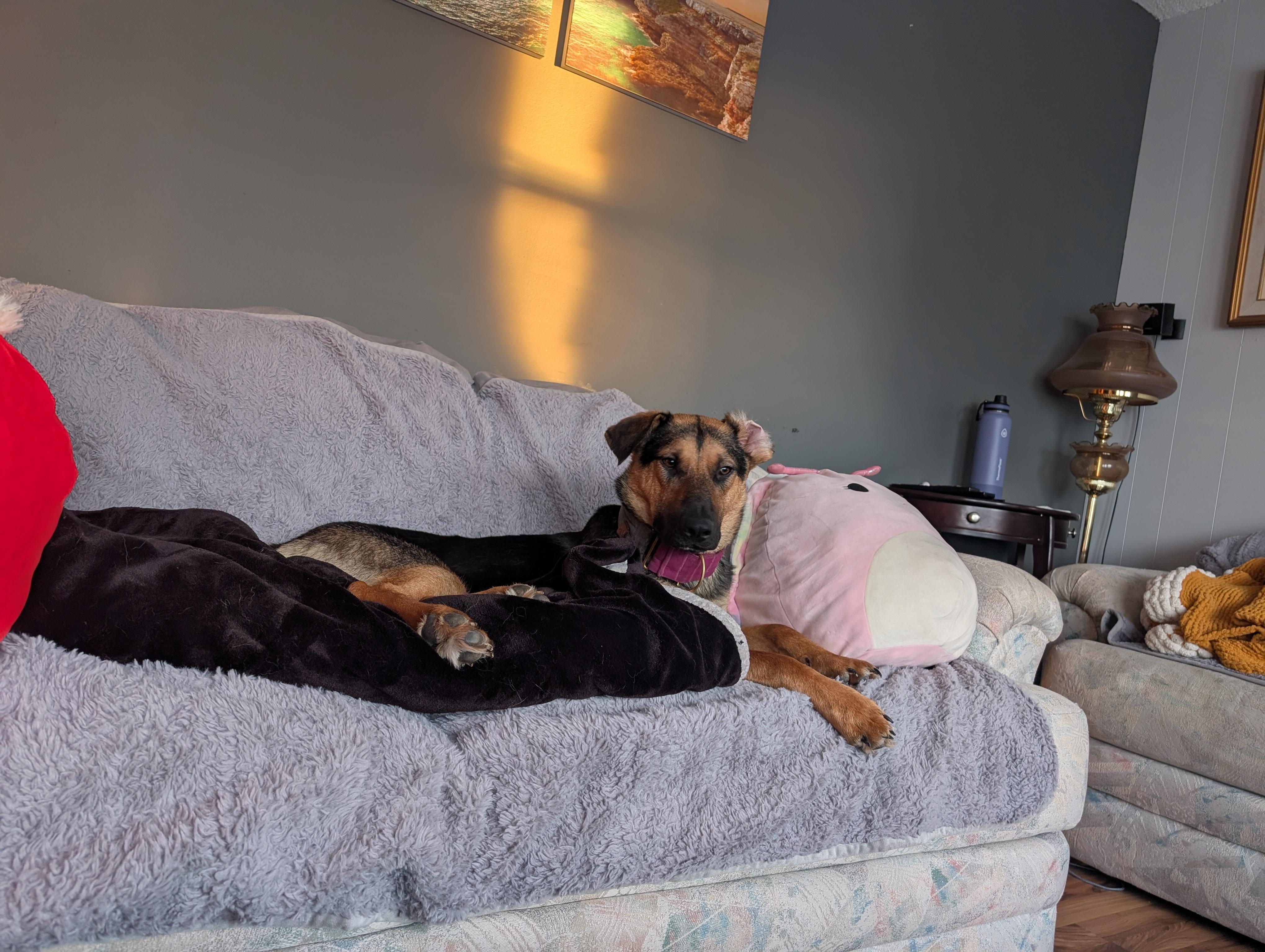 Mary, a ADOPTABLE Mixed Breed in Saskatoon, SK image 4/6