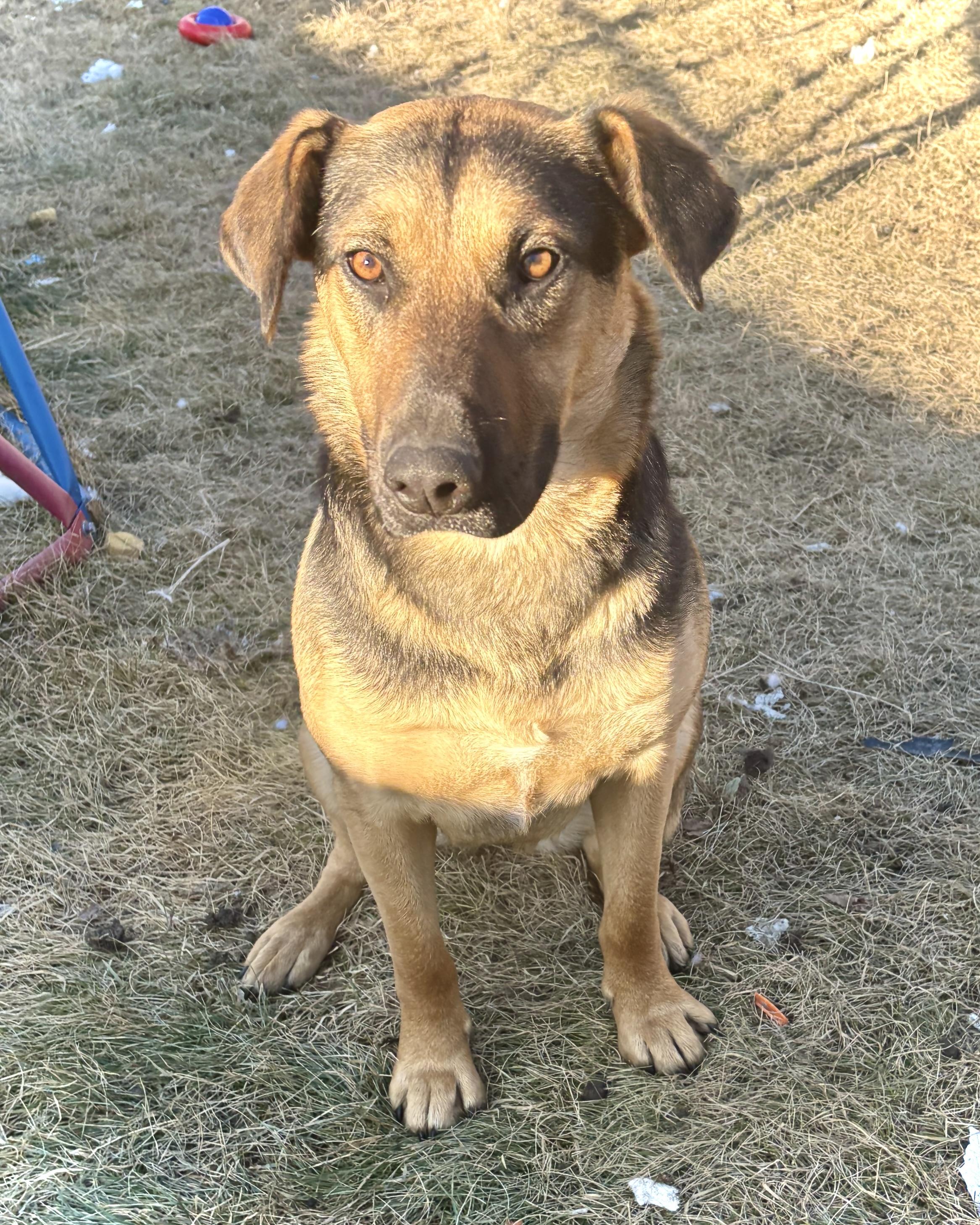 Mary, ADOPTABLE, Young Female Mixed Breed.