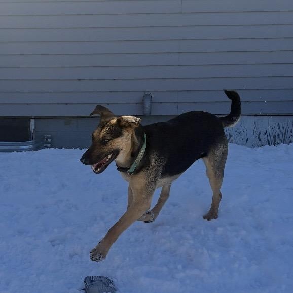 Enlarge Mary, a ADOPTABLE Mixed Breed in Saskatoon, SK image 5/6