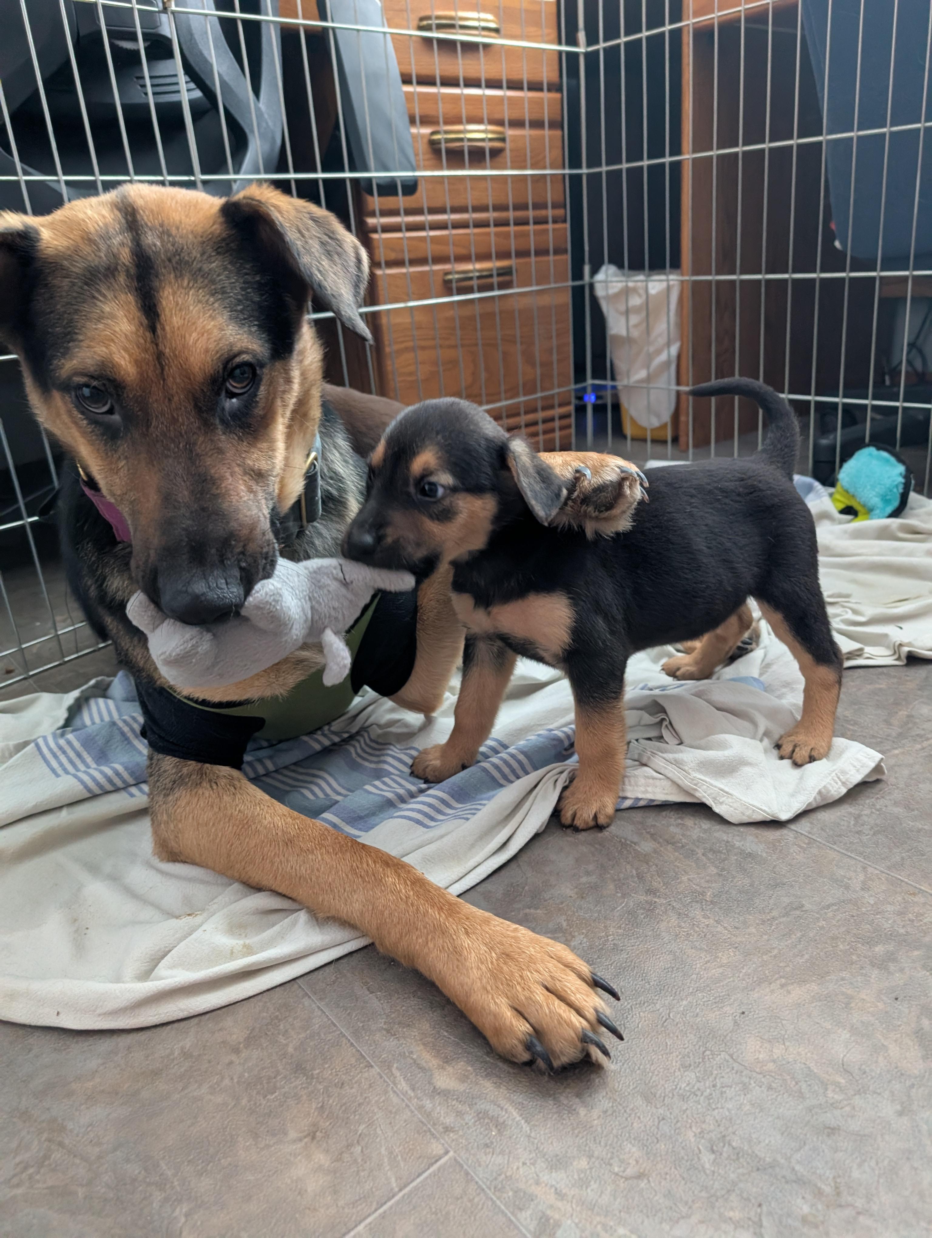 Mary, a ADOPTABLE Mixed Breed in Saskatoon, SK image 3/6