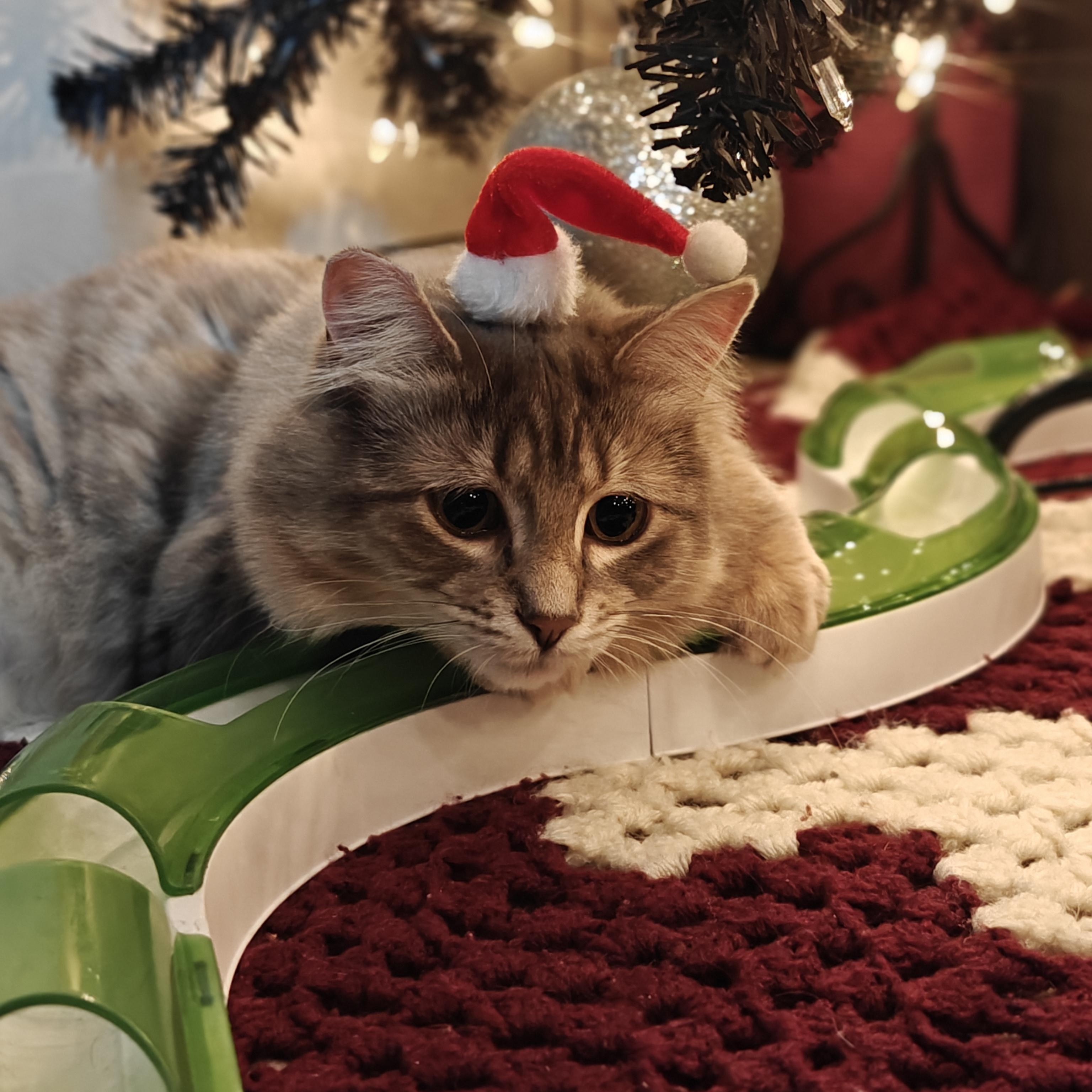 Enlarge SCARLETT, a Adoptable Domestic Medium Hair in Campbell River, BC image 2/6