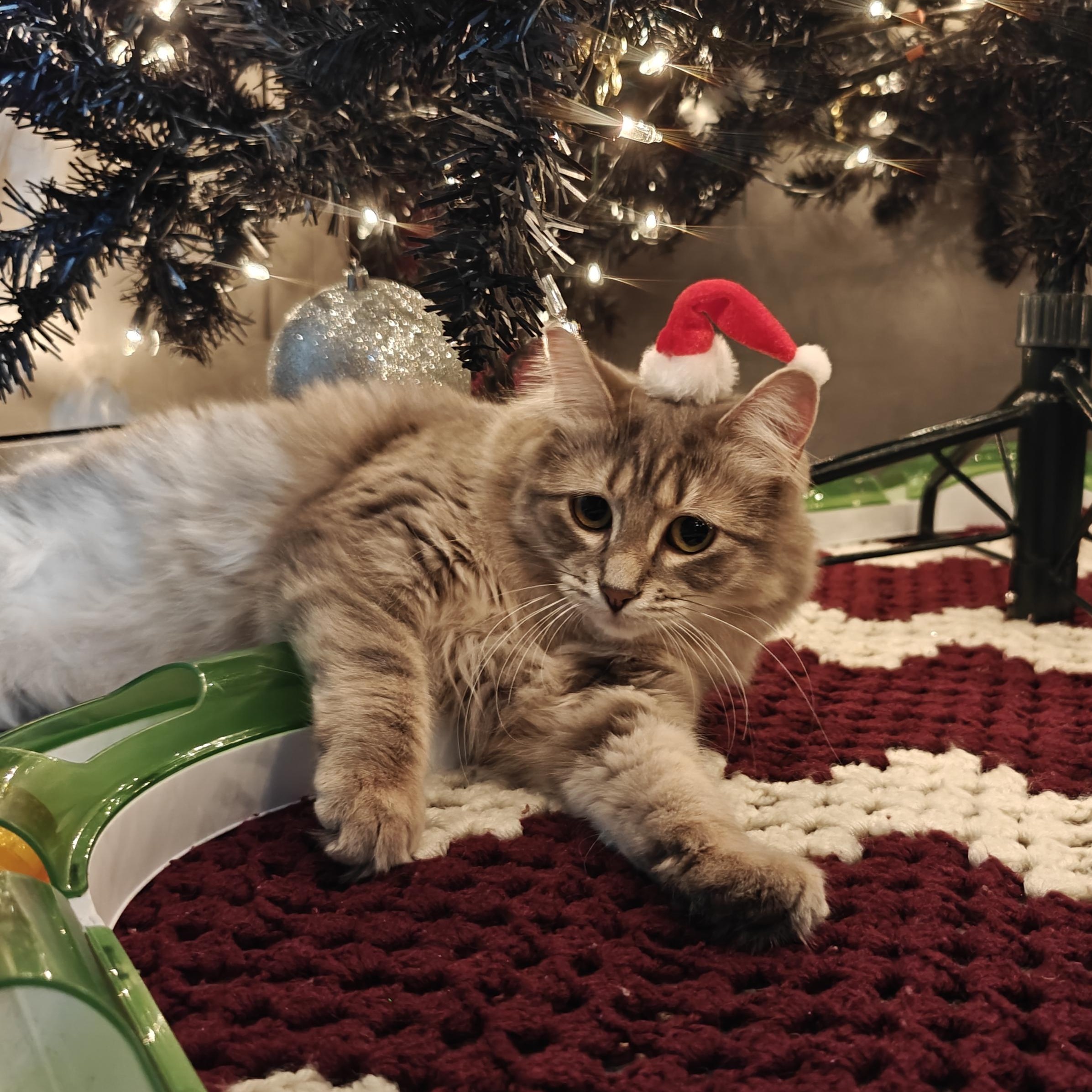 Enlarge SCARLETT, a Adoptable Domestic Medium Hair in Campbell River, BC image 3/6