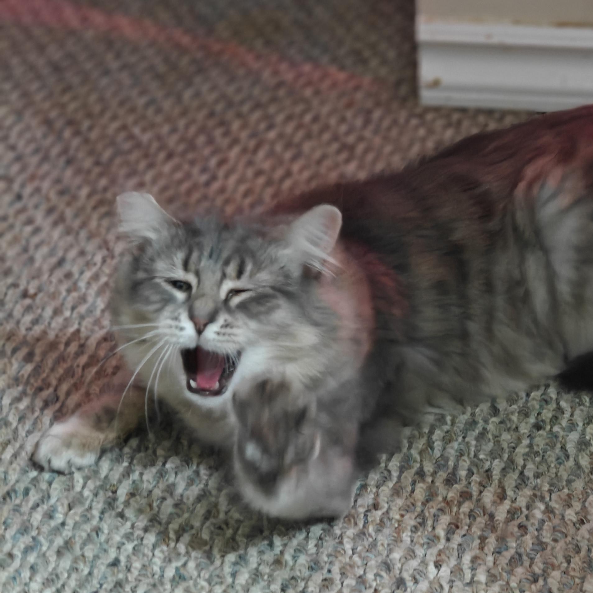 Enlarge SCARLETT, a Adoptable Domestic Medium Hair in Campbell River, BC image 5/6