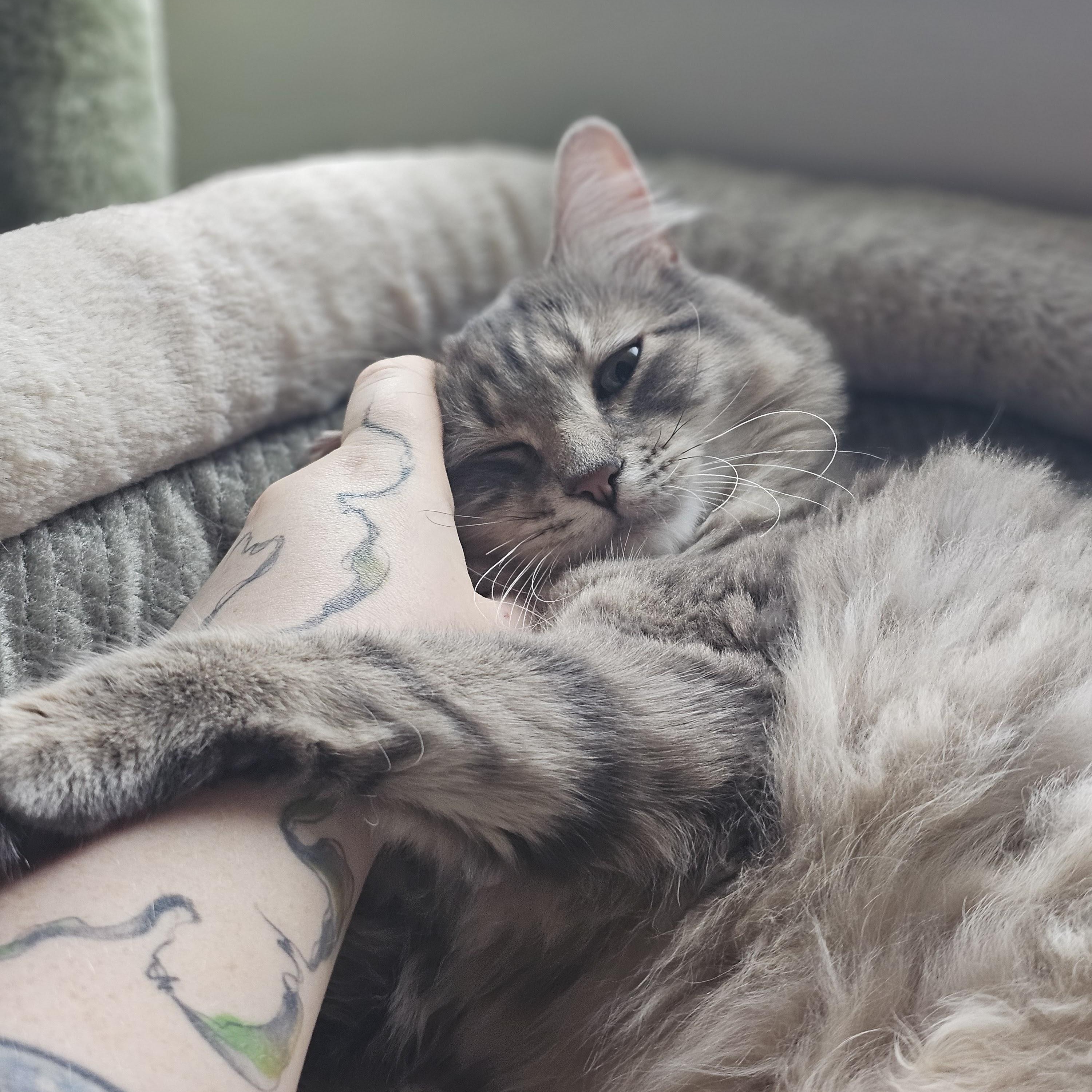 Enlarge SCARLETT, a Adoptable Domestic Medium Hair in Campbell River, BC image 6/6