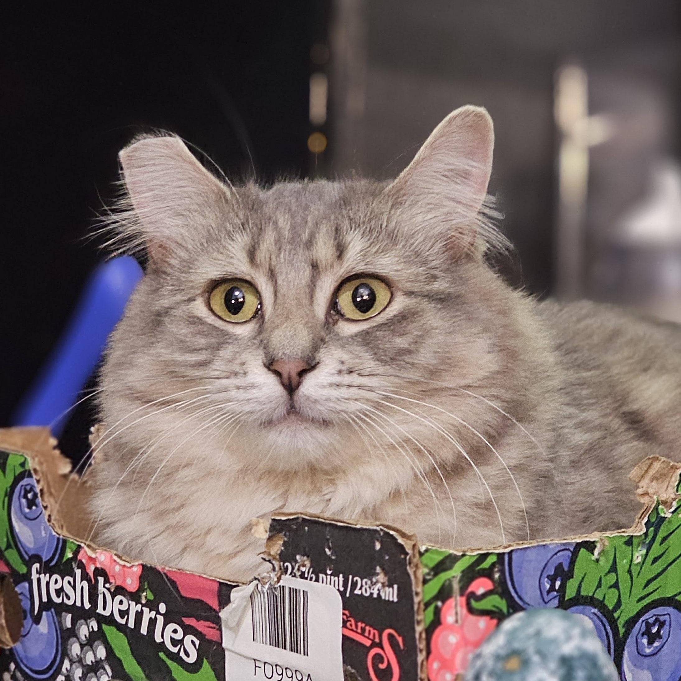 Enlarge SCARLETT, a Adoptable Domestic Medium Hair in Campbell River, BC image 1/6