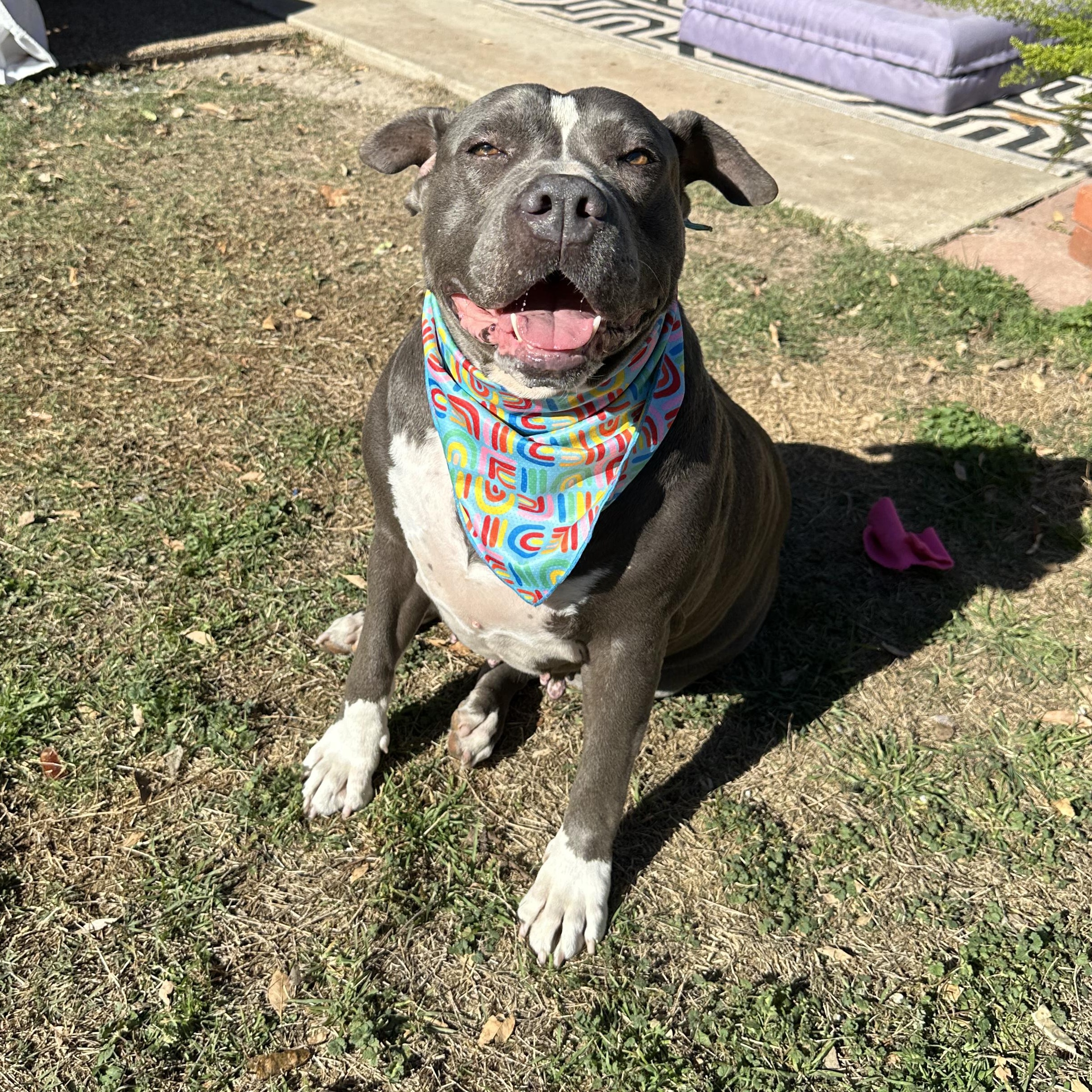 Enlarge Pebbles, a Adoptable mixed breed in Bedminster, NJ image 6/6