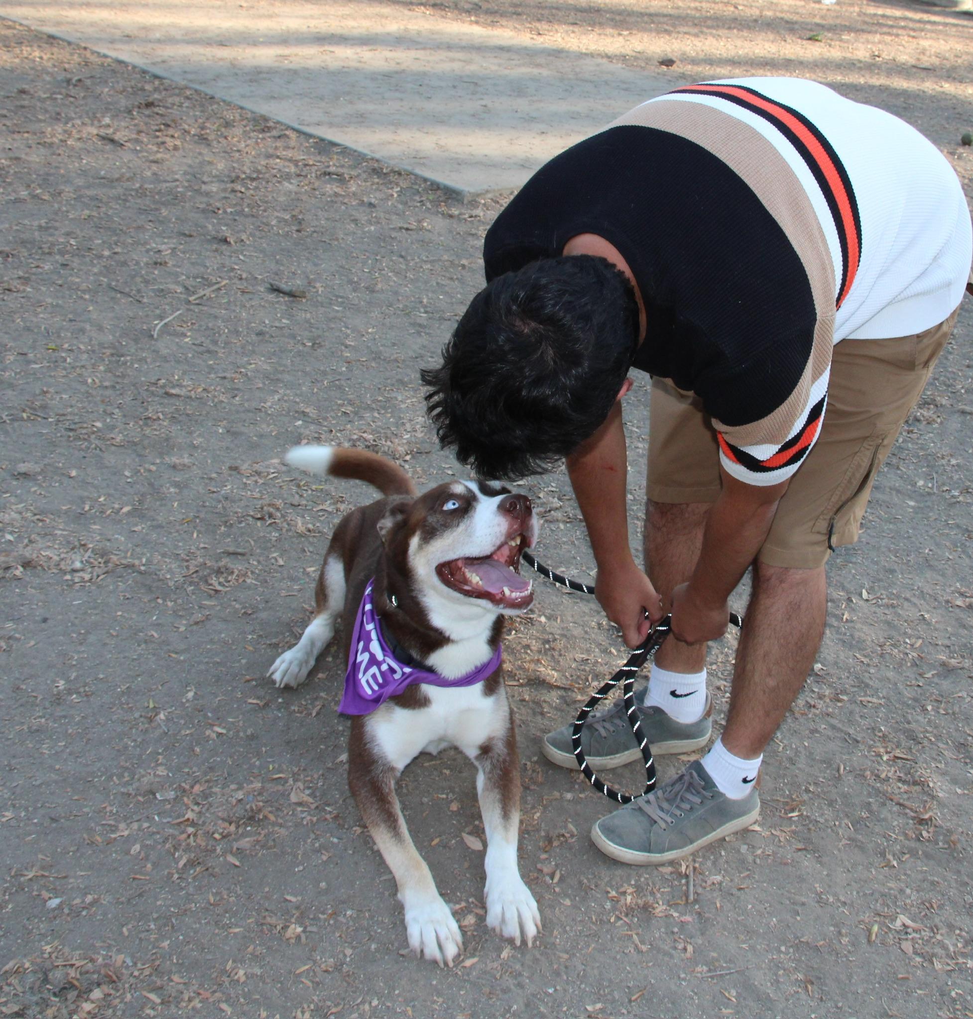 Enlarge Rio, a Adoptable Shepherd in Portland, OR image 5/6