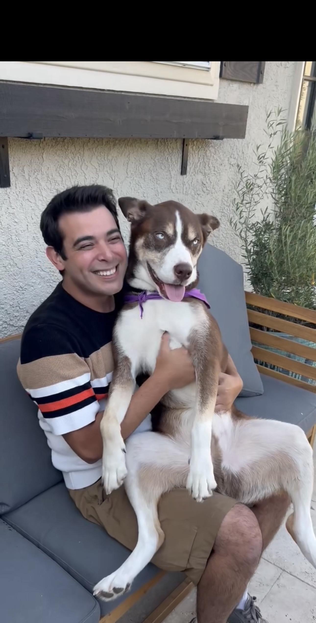 Enlarge Rio, a Adoptable Shepherd in Portland, OR image 2/6