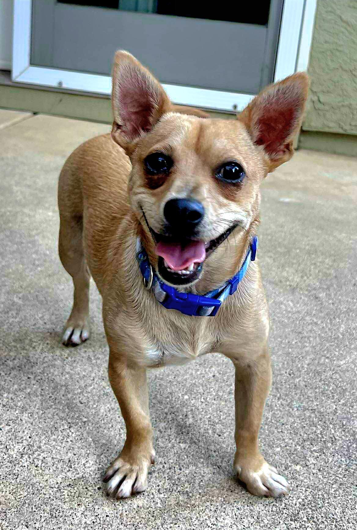 Kramer!, a Adoptable mixed breed in Roseville, CA image 2/6