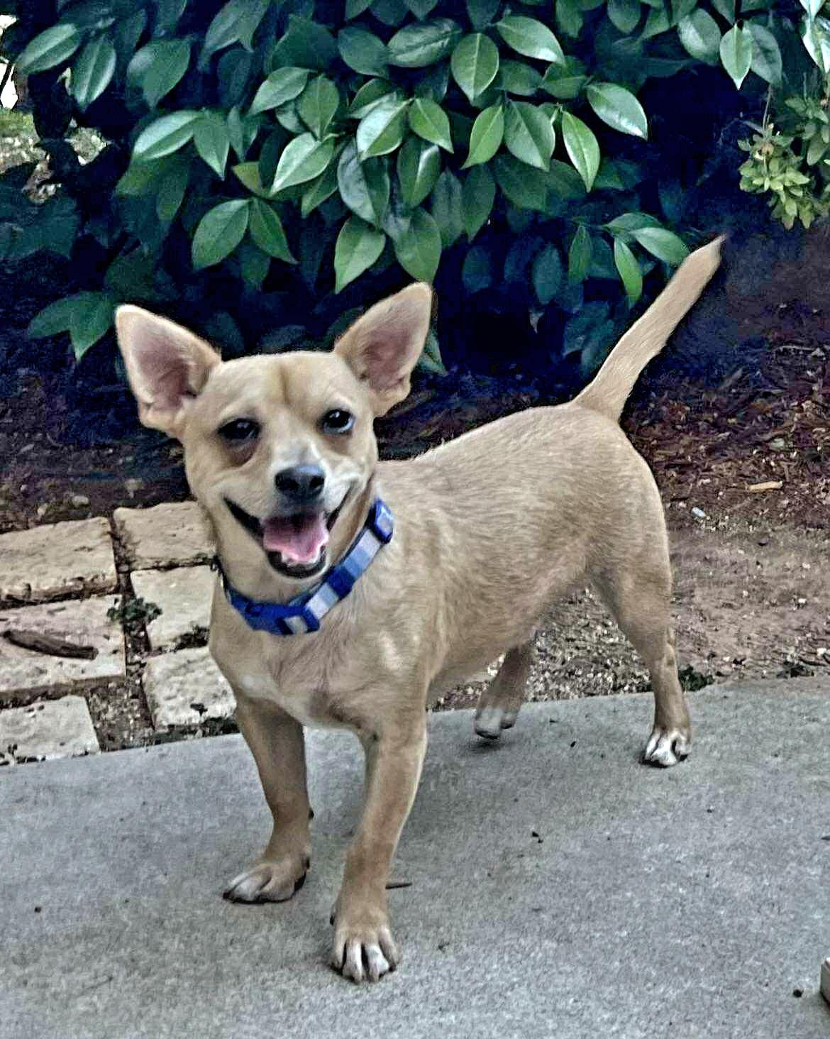 Kramer!, a Adoptable mixed breed in Roseville, CA image 4/6