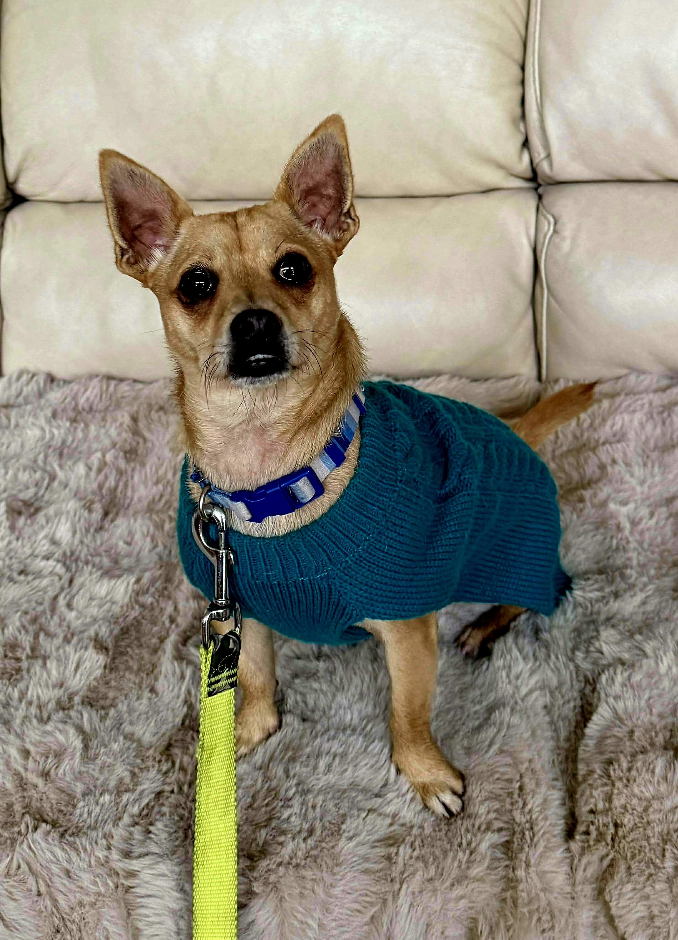 Kramer!, Adoptable, Young Male Chihuahua.