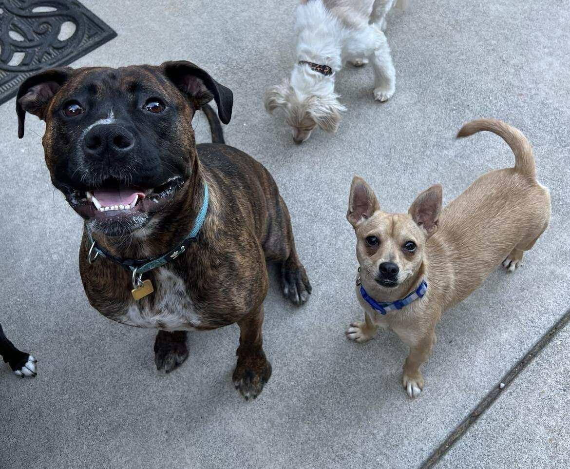 Kramer!, a Adoptable mixed breed in Roseville, CA image 5/6