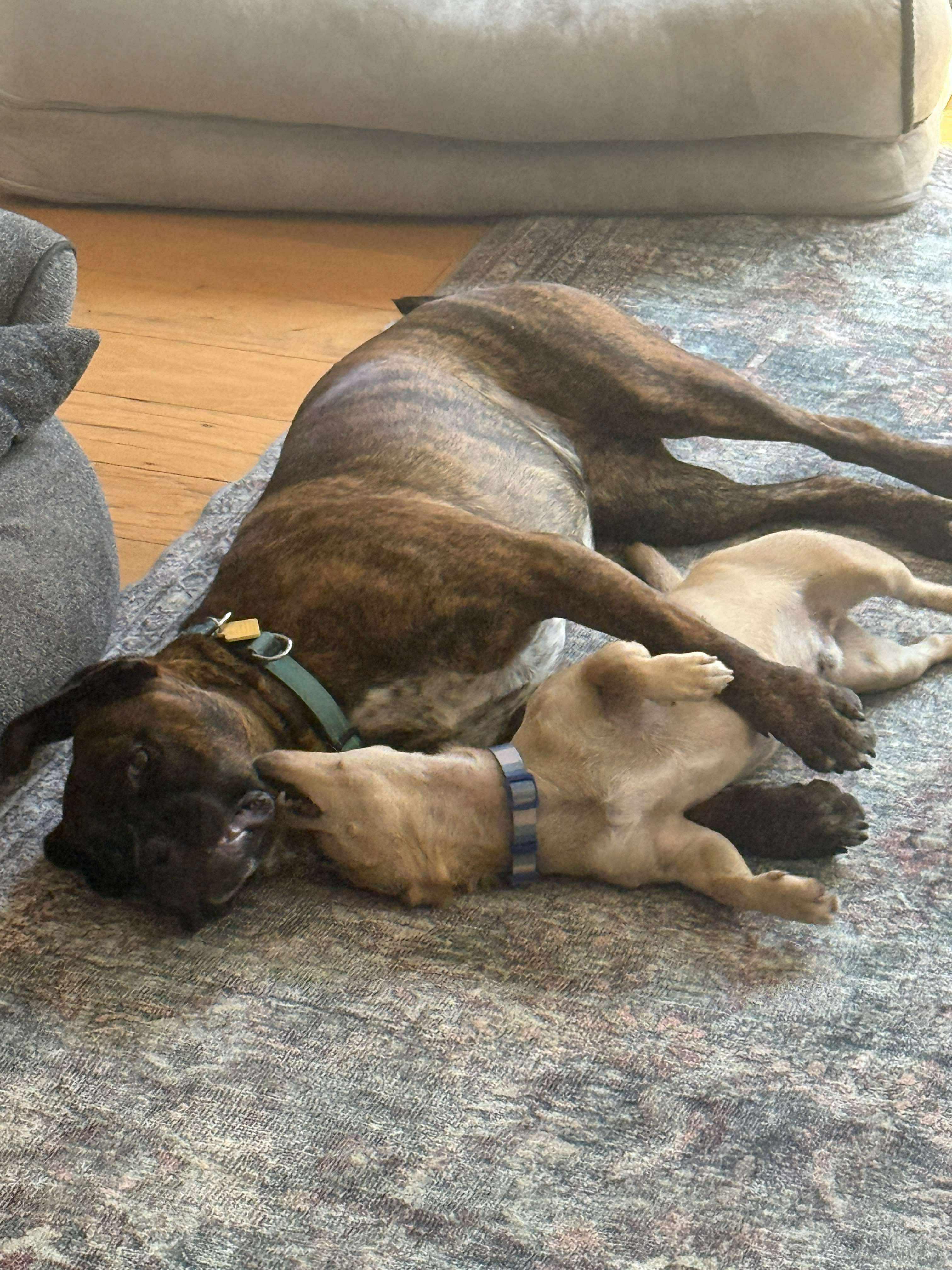 Kramer!, a Adoptable mixed breed in Roseville, CA image 3/6