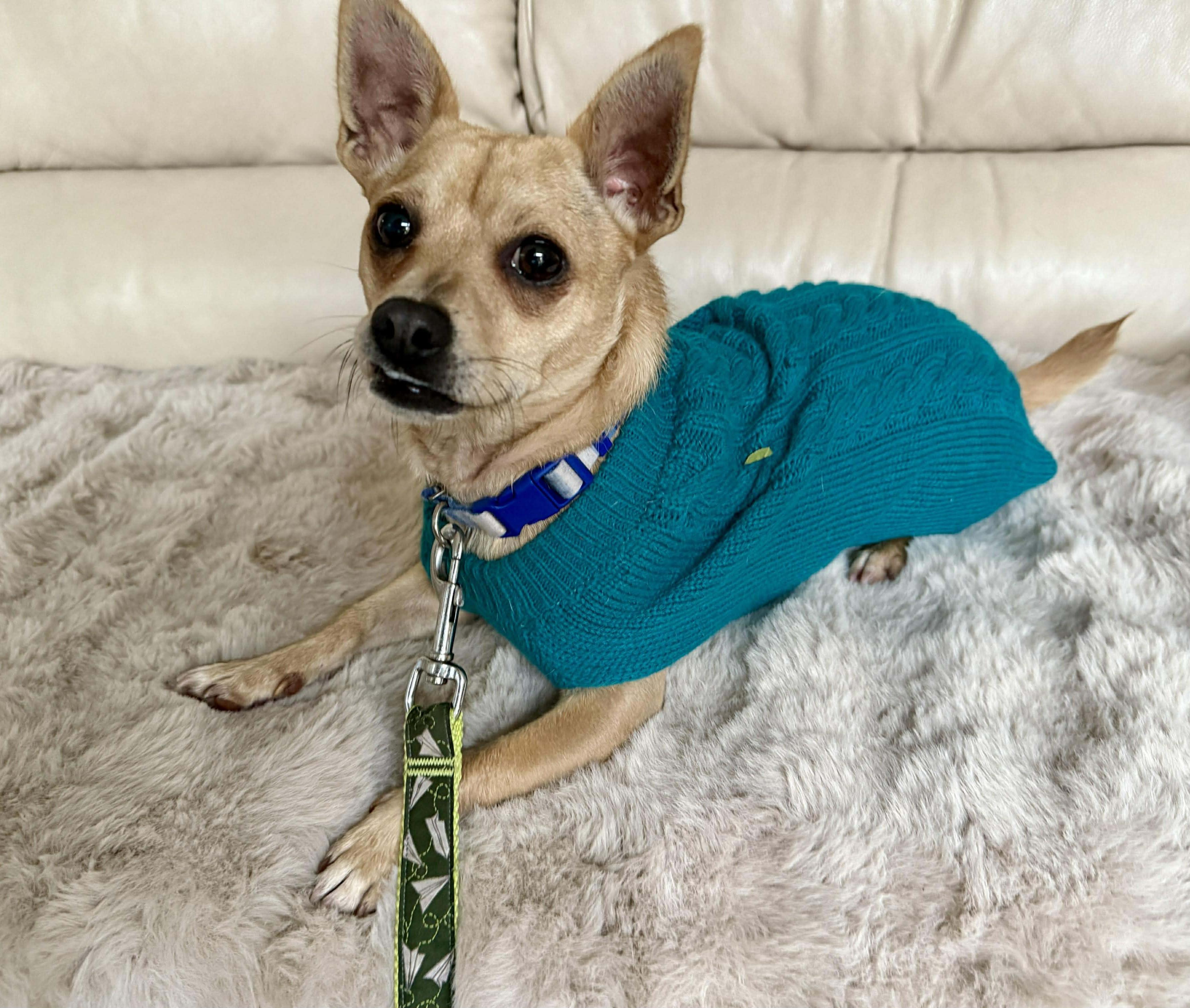 Kramer!, a Adoptable mixed breed in Roseville, CA image 6/6