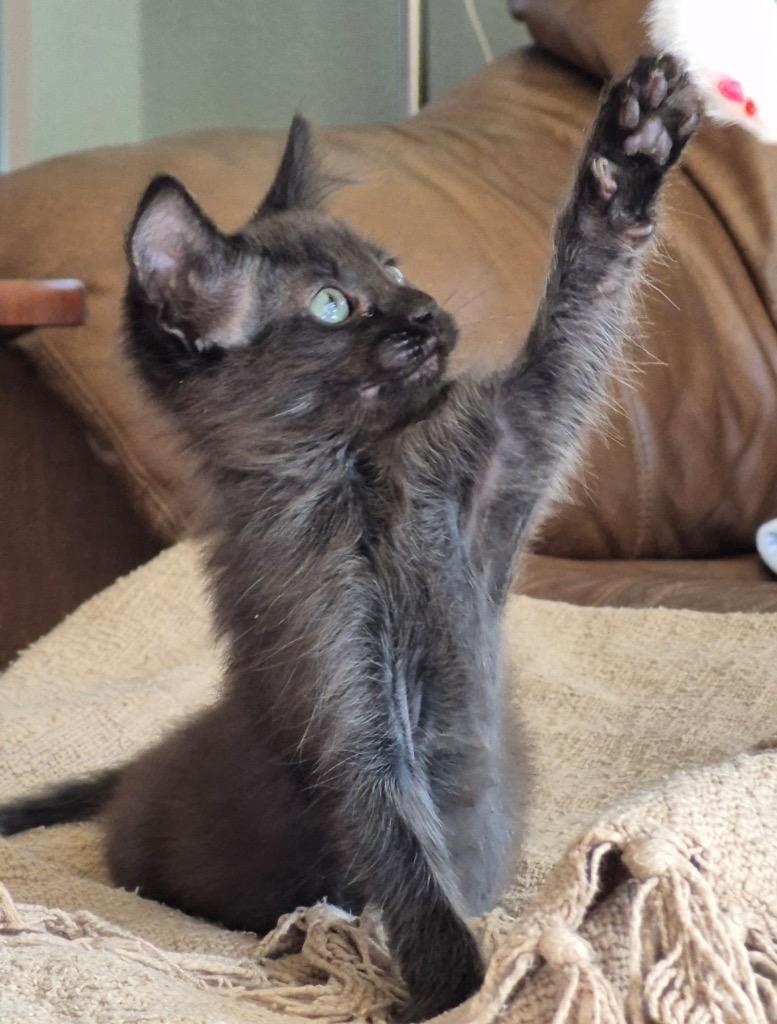 Bon Bon Jovi, Adoptable, Kitten Male Domestic Short Hair.